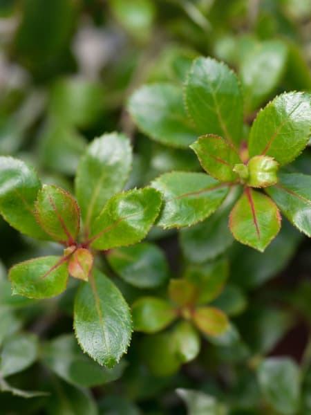 Escallonia 'Red Dream'