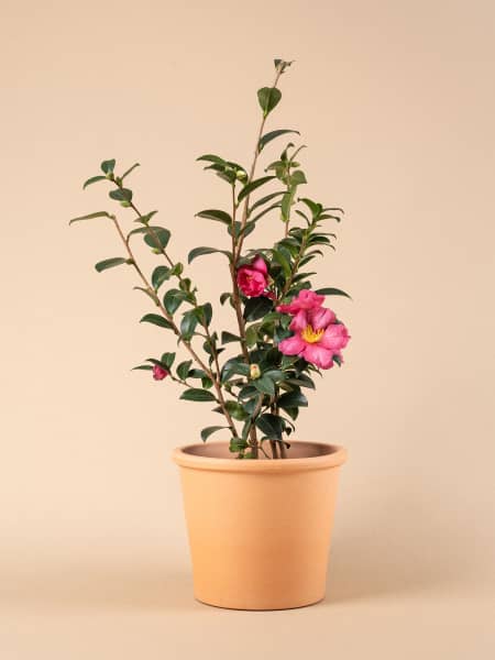 Camelia de Navidad (Sasanqua)