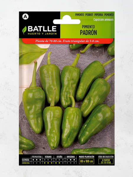 Semillas pimiento padron