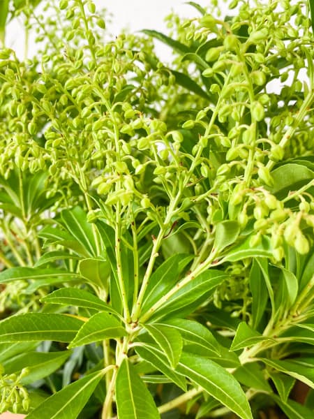 Andrómeda japonesa (pieris japonica)