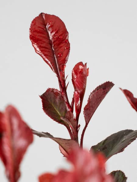 Fotinia fraseri 'Little Red Robin'