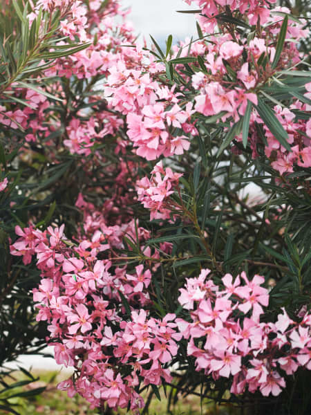 Adelfa rosa (nerium oleander)