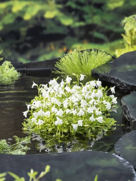 Mazus reptans Alba - Planta de orilla de estanque