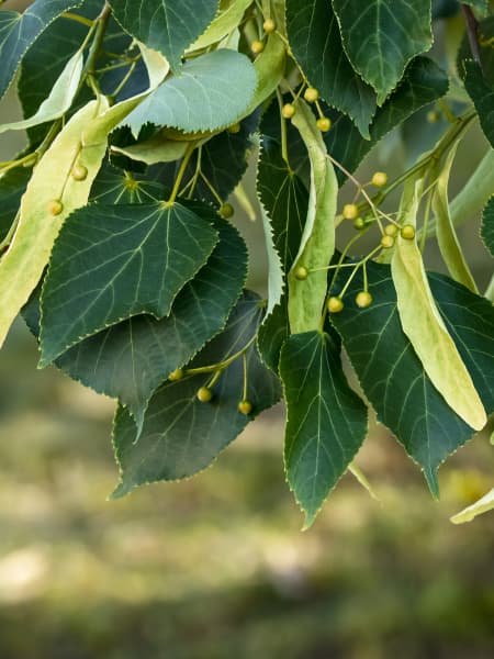 Tilia americana 'Redmond'