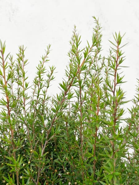 Leptospermo (leptospermum scoparium)