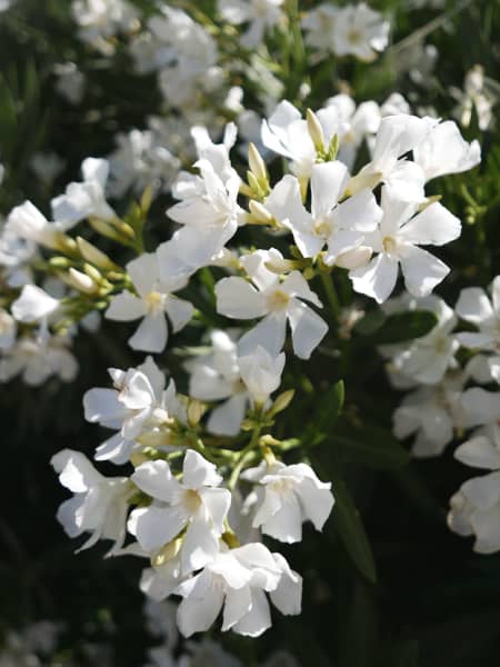 Adelfa blanca (nerium oleander)