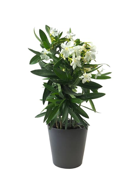 Adelfa blanca (nerium oleander)
