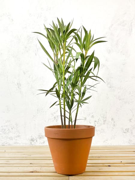 Nerium oleander roja (Adelfa)