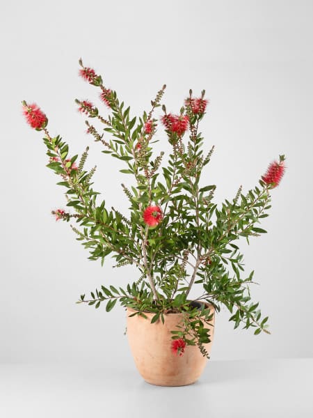 Limpiatubos (callistemon laevis)