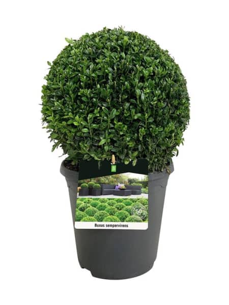 Boj común bola (Buxus sempervirens)