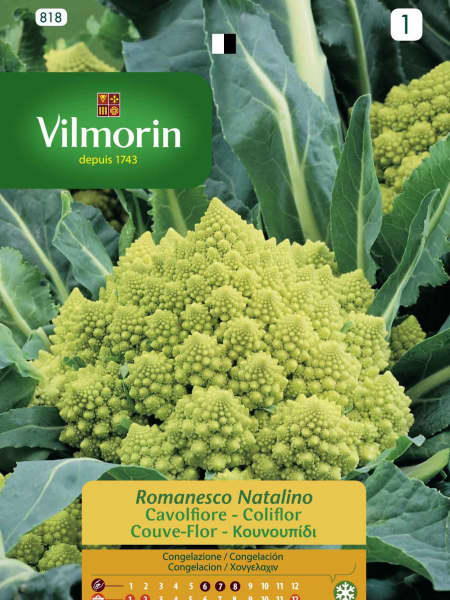 Semilla brocoli romanesco natalino