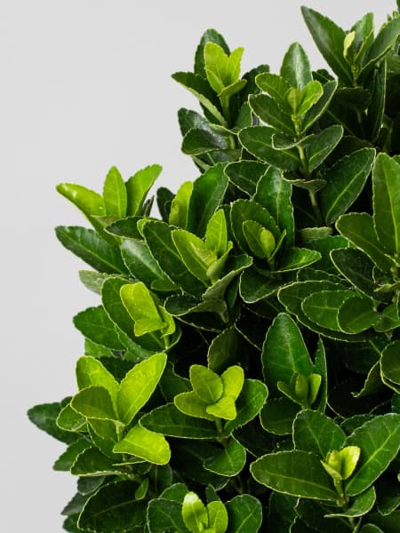 Evónimo compacto verde - Euonymus japonicus 'Compactus'