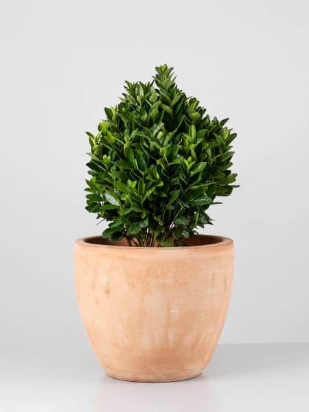 Evónimo compacto verde - Euonymus japonicus 'Compactus'