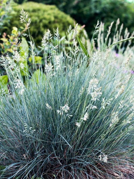 Gramínea Festuca glauca