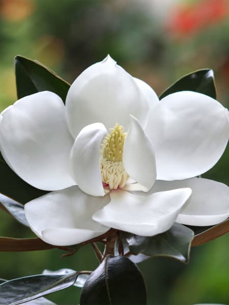 Magnolio Perenne Grandiflora "Gallisoniensis"