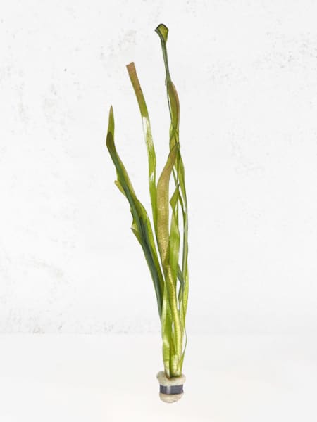 Vallisneria gigantea - Planta de acuario