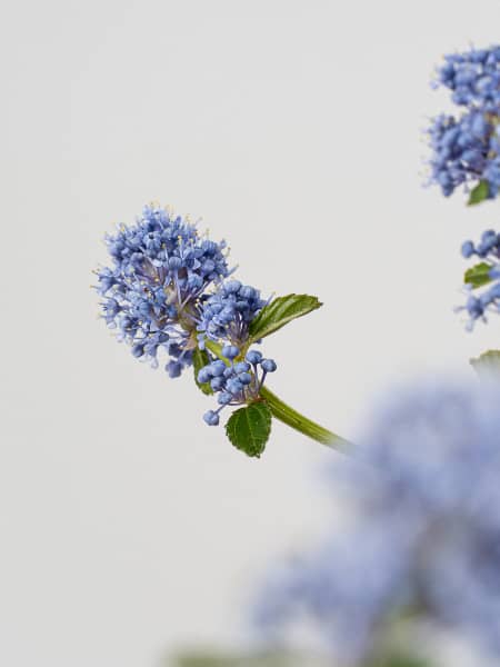 Ceanothus thyrsiflorus repens