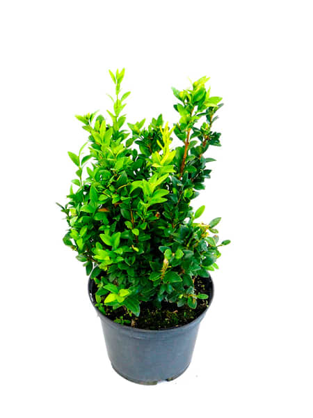 Boj (buxus sempervirens suffruticosa)