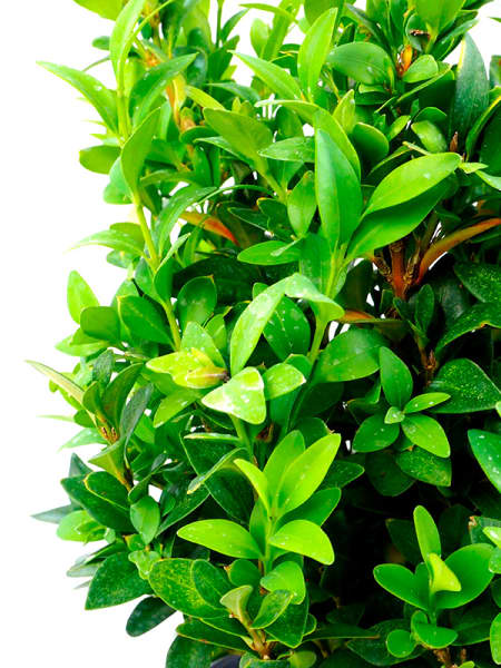 Boj (buxus sempervirens suffruticosa)