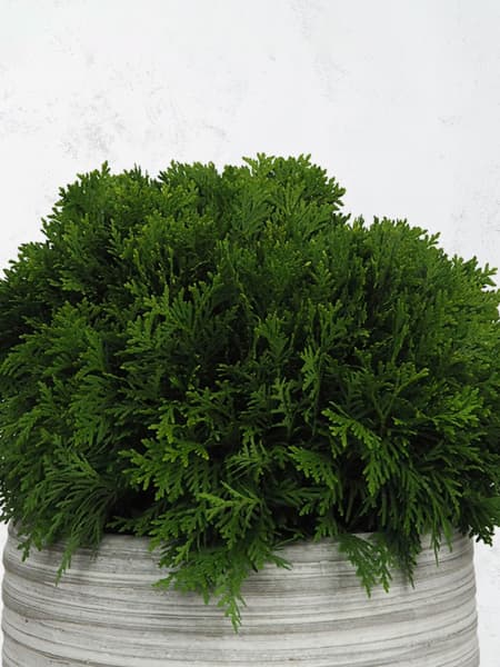 Tuya danica (thuja occidentalis danica-woodwardi)