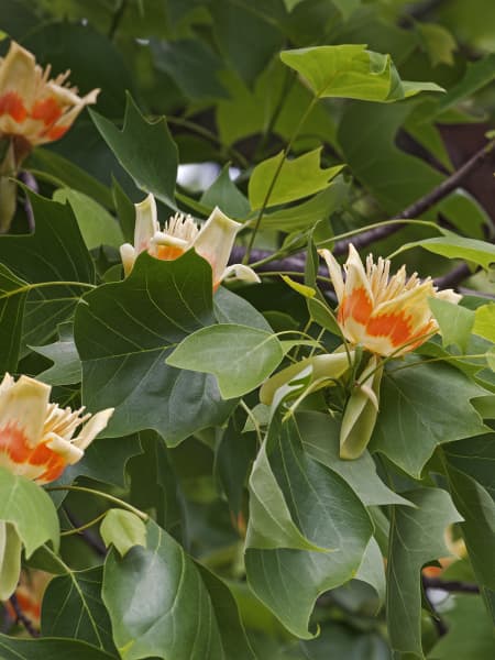 Liriodendron tulipifera