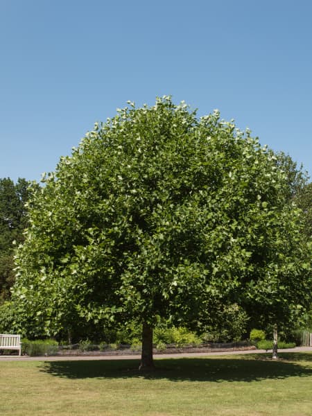 Liriodendron tulipifera