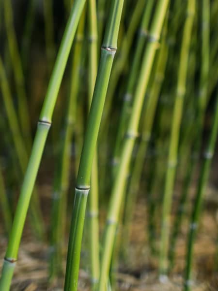 Phyllostachys bissetii (Bambú Bisset)