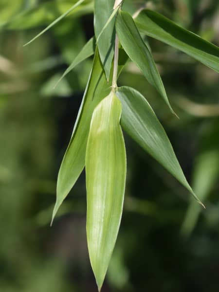 Phyllostachys bissetii (Bambú Bisset)