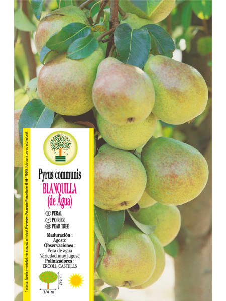 Peral 'Blanquilla' (Pyrus communis)