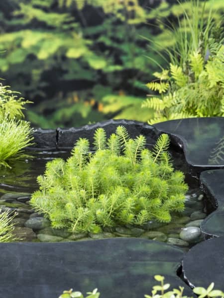 Myriophyllum crispatum - Planta oxigenante de estanque