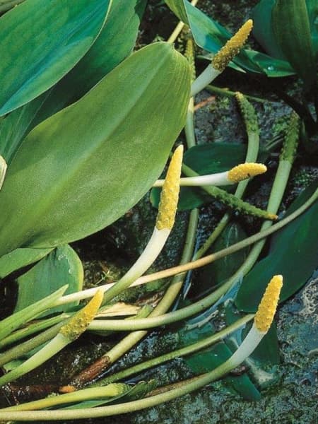 Orontium aquaticum - Planta oxigenante de estanque