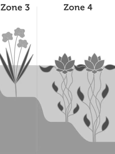 Orontium aquaticum - Planta oxigenante de estanque