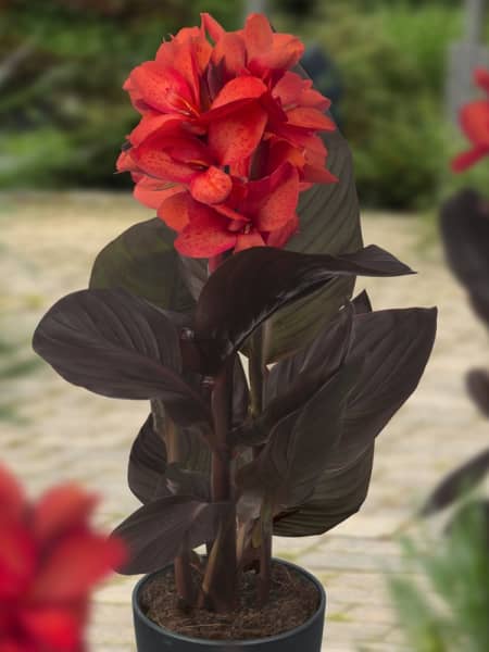 Red canna - Planta palustre de estanque