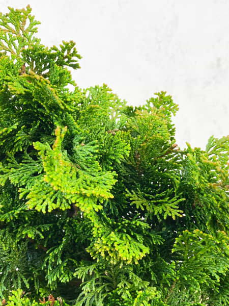 Ciprés Hinoki (Chamaecyparis obtusa 'Nana Gracilis')