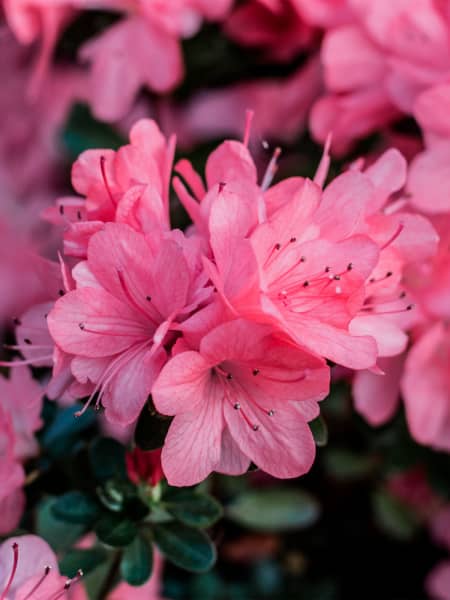 Azalea japonica