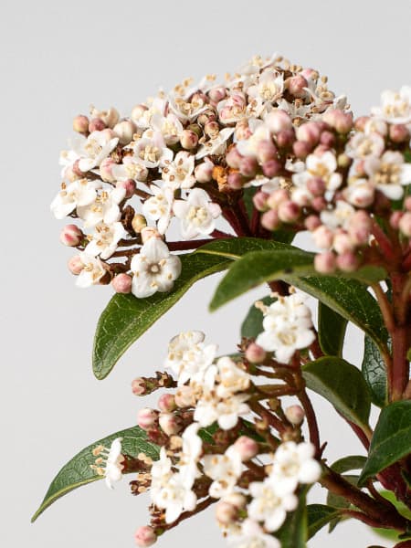Viburnum tinus (Durillo Común)