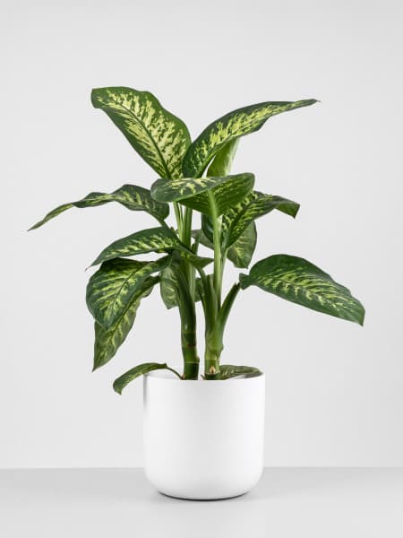 Dieffenbachia 'Tropic Snow'