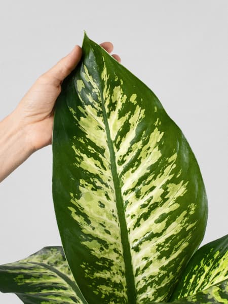 Dieffenbachia 'Tropic Snow'