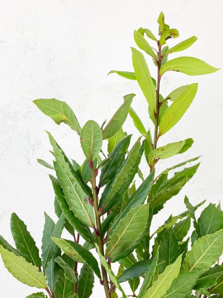 Laurel (Laurus nobilis)
