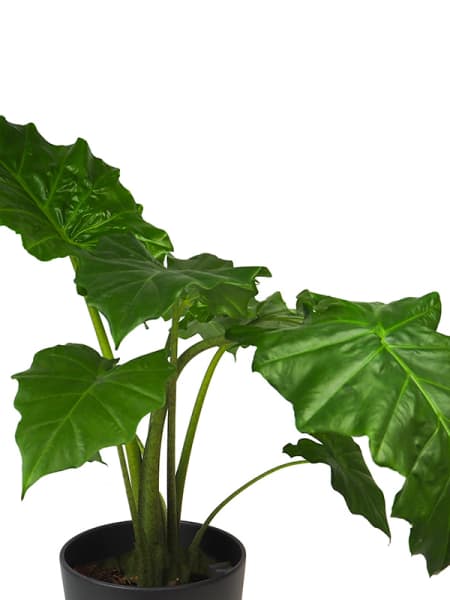 Alocasia 'Portodora'