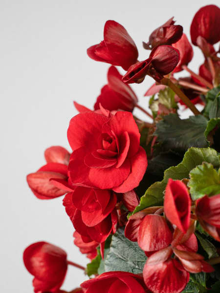 Begonia 'Betulia Red'