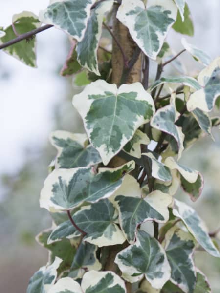 Hiedra 'Marginata Elegantissima'