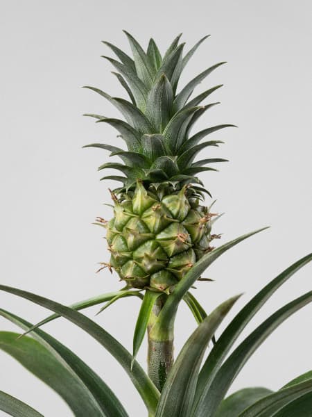 Ananas comosus (Planta de la Piña)