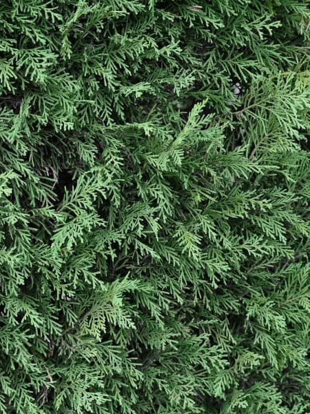 Ciprés de Leyland - × Hesperotropsis leylandii