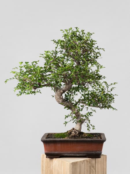 Bonsai Zelkova (Olmo chino parvifolia)