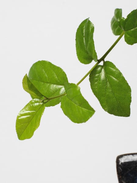 Bonsai Ciruelo dulce chino (Sageretia theezans)