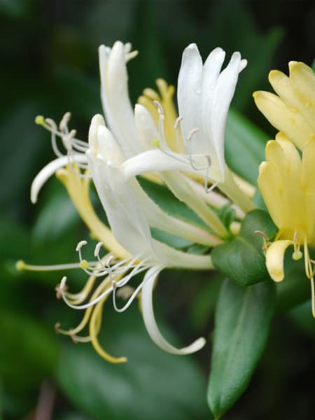 Lonicera japonica (Madreselva blanca)