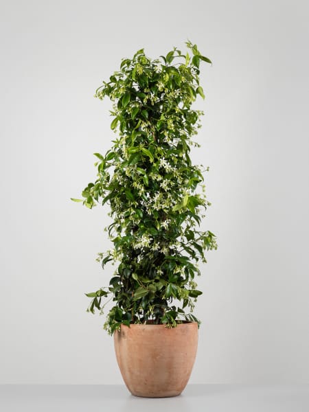 Trachelospermum jasminoides (Jazmín estrellado)