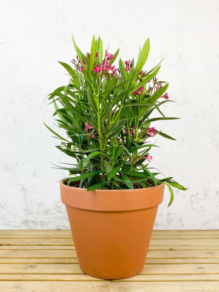 Adelfa roja (nerium oleander)