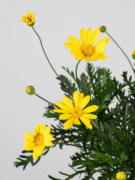 Euryops chrysanthemoides